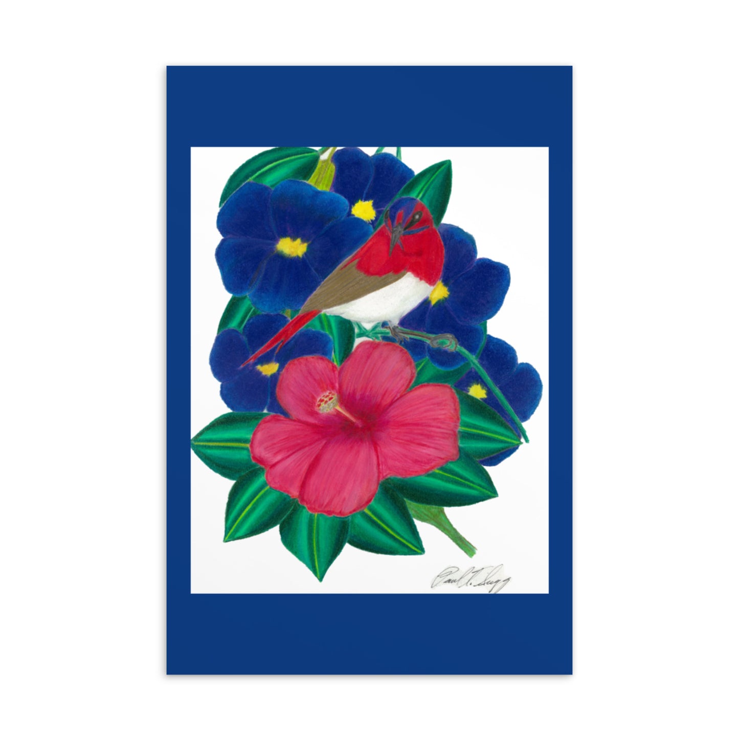 Temminck's Sunbird Postcard